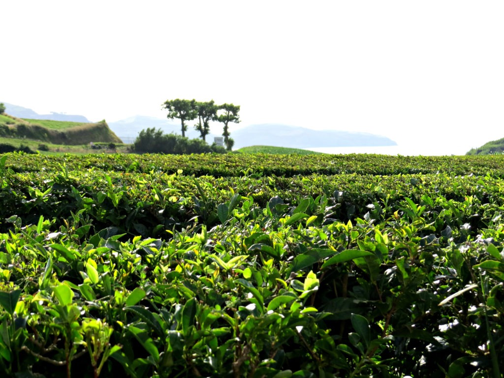 Chà Gorreana Açores 8