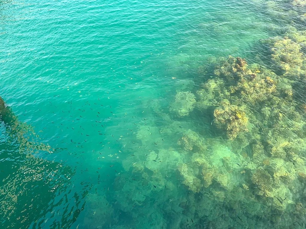 Coral with Fish Koh Lanta