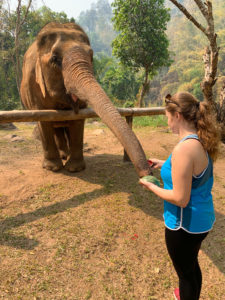 Feeding elephants 2