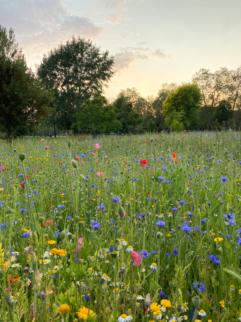 wildflowers hackney downs london