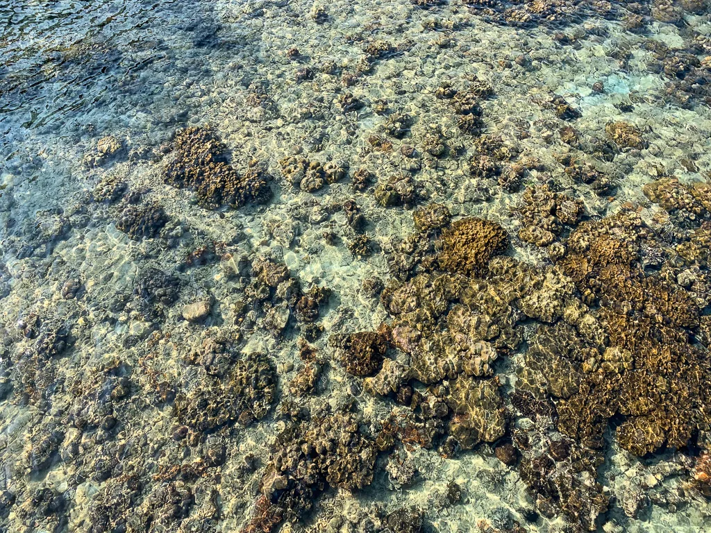 Underwater Sea Coral Koh Lanta